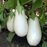 Brinjal White